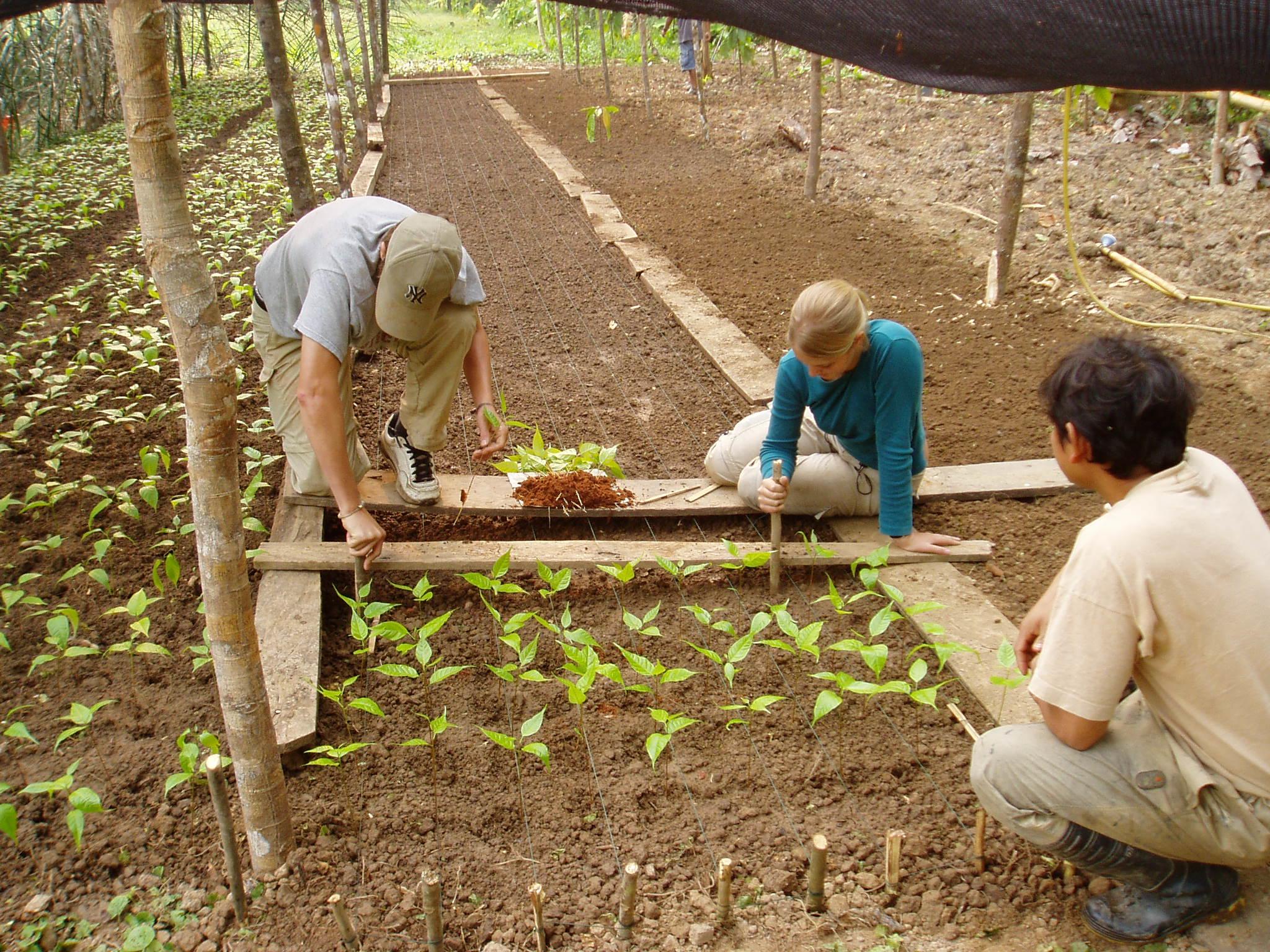 Voluntarios trabajando en un vivero en su voluntariado ambiental en Perú. Voluntarios ambientales plantando en un vivero en Perú.